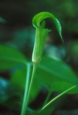 Jack-in-the-Pulpit